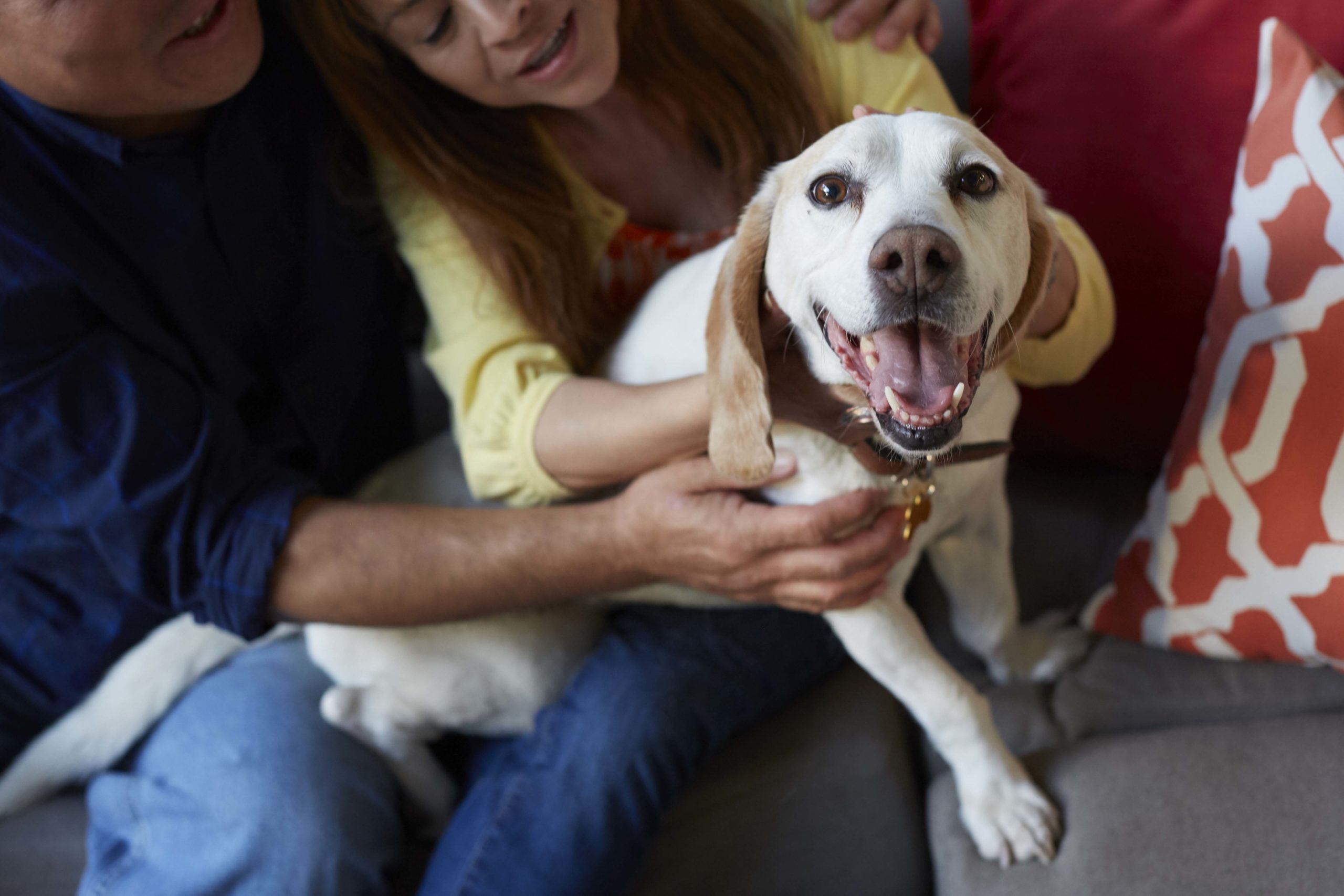 Happy_dog_Being_adopted