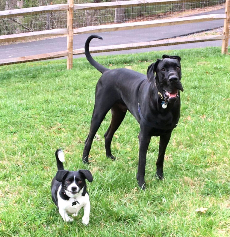 Ruben & Ziggy