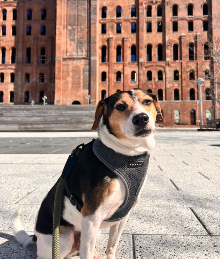 luca