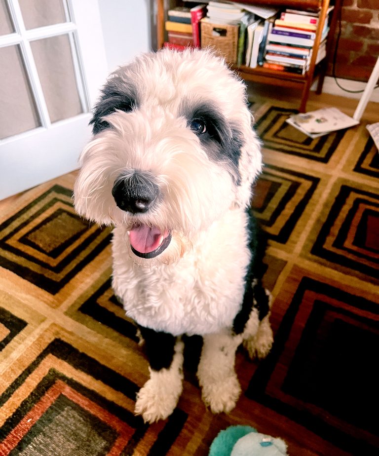 poppy