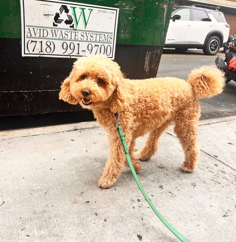 Remy